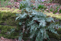 Polypodium vulgareGewone eikvaren bestellen